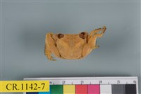 藏品(斑點擬相手蟹)的圖片